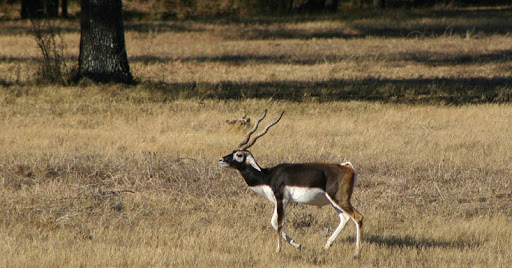 Black Buck Safari